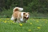 BORDER COLLIE 940